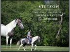 Meet Stetson Grey Missouri Foxtrotter Gelding - Available on [url removed]