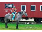 Meet Cadillac Grey Draft X Gelding - Available on [url removed]