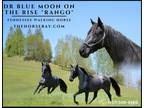 Meet Rango" Blue Roan Tennessee Walking Gelding - Available on [url removed]