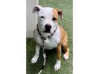 Adopt Layla Marie a Pit Bull Terrier, Mixed Breed
