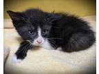 Adopt CHEEZE IT a Domestic Short Hair