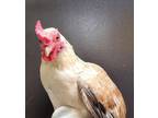 Adopt LYCHEE a Chicken
