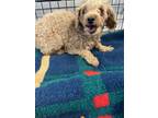Adopt FLUFFY a Poodle
