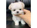 EESD Teacup Maltese Puppies Available