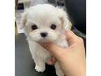 ADSA Teacup Maltese Puppies Available