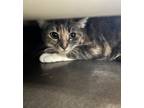 Adopt Willow Grace a Domestic Short Hair