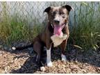 Adopt CRESSIDA a Pit Bull Terrier, Mixed Breed