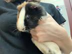 Adopt MAYBELINE a Guinea Pig