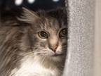 Adopt BEATRICE a Domestic Long Hair