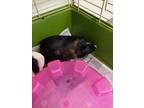 Adopt COCO a Guinea Pig