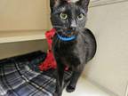 Adopt WILLOW a Domestic Short Hair