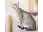 Adopt Itty Bitty a Abyssinian, Domestic Short Hair