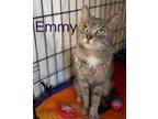 Adopt Emmy, Willow Grove PA (FCID 05/02/2024-102) a Tortoiseshell
