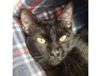 Adopt Wednesday a Domestic Short Hair