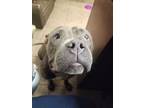 Adopt Sam a Pit Bull Terrier, Mixed Breed