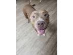 Adopt Carly a Pit Bull Terrier, Mixed Breed