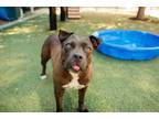 Adopt MEELA a Pit Bull Terrier, Mixed Breed