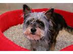 Adopt DELORES a Yorkshire Terrier, Mixed Breed