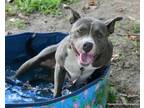 Adopt LIBERTY a Pit Bull Terrier