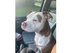 Adopt JASMINE a Pit Bull Terrier, Mixed Breed