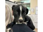 Adopt Palmer a Mixed Breed