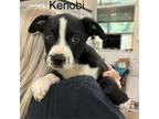 Adopt Kenobi a Mixed Breed