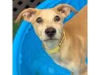 Adopt Ammit a Mixed Breed