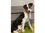 Adopt Cami a Foxhound, Jack Russell Terrier