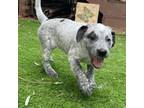 Adopt Olivia 20449 a Labrador Retriever, Australian Cattle Dog / Blue Heeler