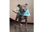 Adopt Buddha a Pit Bull Terrier, Mixed Breed