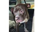 Adopt Gouda a Pit Bull Terrier, Mixed Breed
