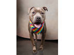 Adopt Crumb a Pit Bull Terrier, Mixed Breed