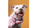 Adopt Little Lady a Pit Bull Terrier, Mixed Breed