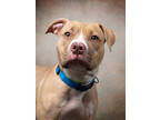 Adopt Casserole a Pit Bull Terrier, Mixed Breed