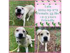 Adopt 2024-05-272 **Lola** a Labrador Retriever, Pit Bull Terrier