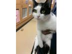 Adopt Shelby -ADOPTED! a Domestic Short Hair