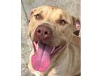 Adopt Bookie a Pit Bull Terrier