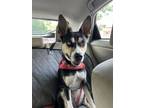 Adopt Paris - IN FOSTER a Mixed Breed
