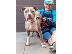 Adopt Mercy a Mixed Breed