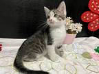 Adopt Lots of new kittens coming soon! a Domestic Short Hair
