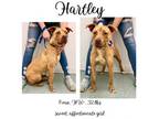Adopt Hartley a Mixed Breed