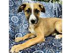 Adopt Taylor a Terrier, Mixed Breed