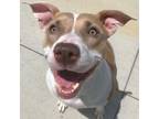 Adopt Serenity a Pit Bull Terrier