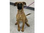 Adopt Dot a Black Mouth Cur, Mixed Breed