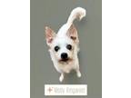 Adopt Molly Ringwald a Terrier, Mixed Breed