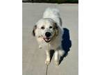 Adopt Candy a Great Pyrenees, Mixed Breed