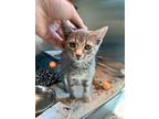 Adopt Misty May a Domestic Short Hair