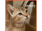 Adopt Dewey a Domestic Short Hair