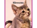 Adopt Blossom a Domestic Short Hair