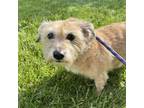 Adopt Missy a Yorkshire Terrier